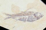 Two Detailed Knightia Fossil Fish - Wyoming #75960-1
